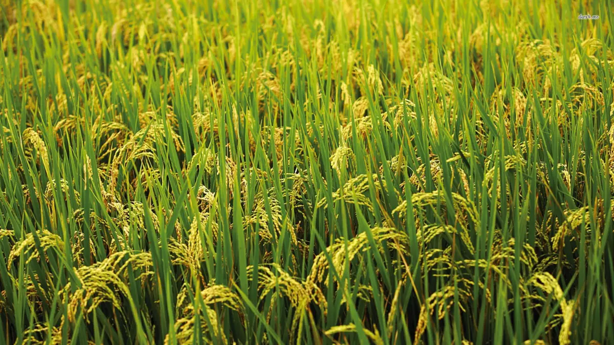 Basmati Rice