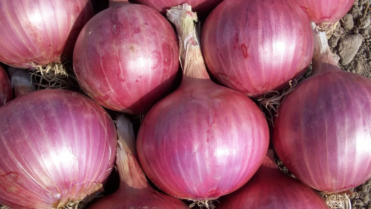 Onion Export