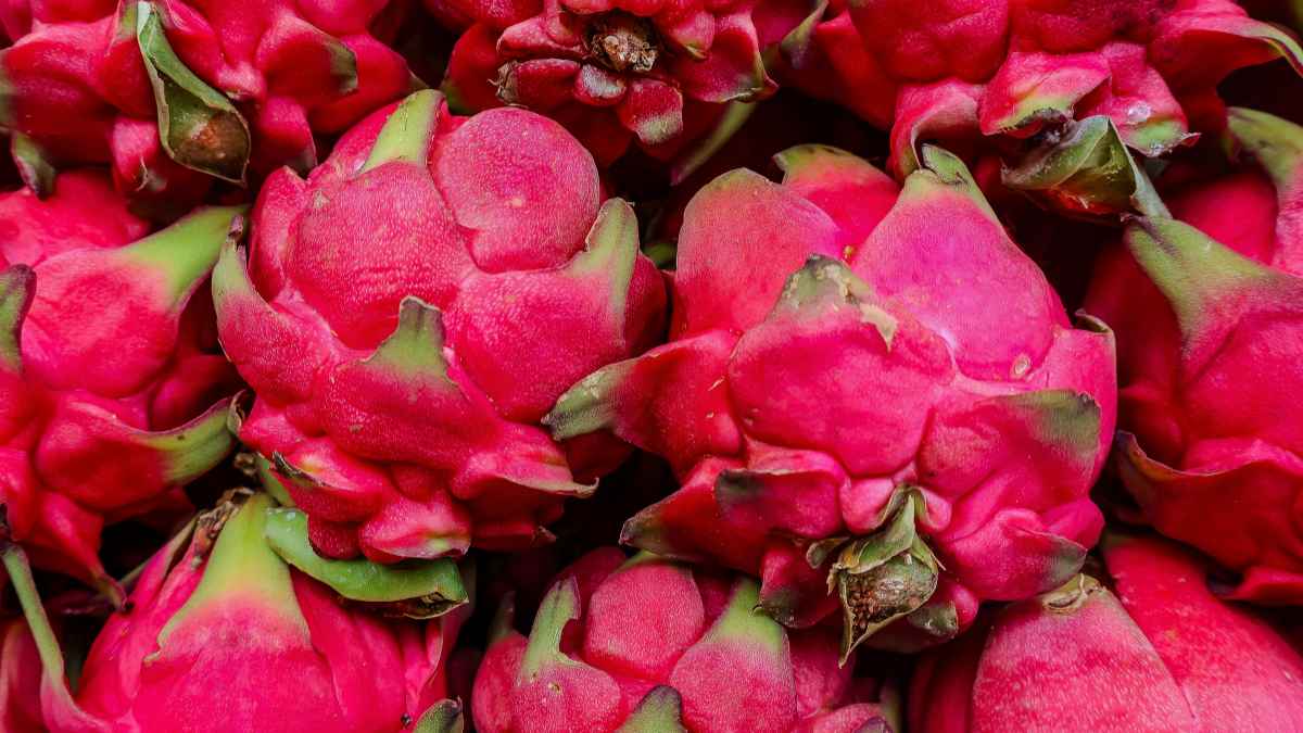 Dragon Fruit