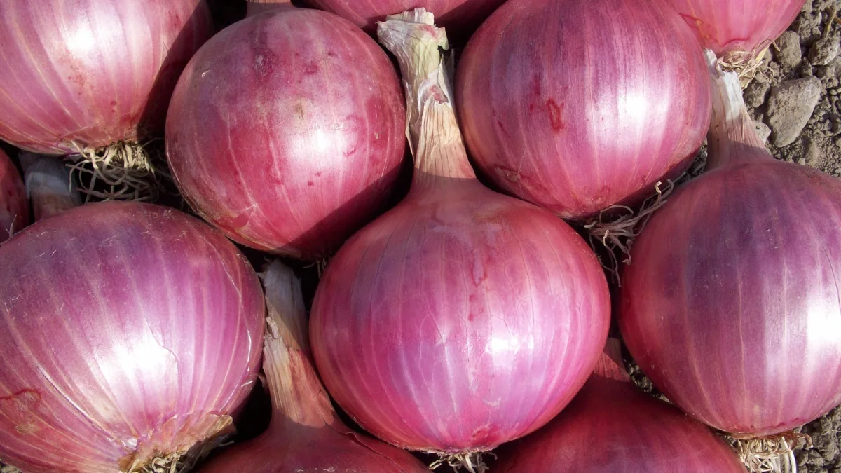 Onion
